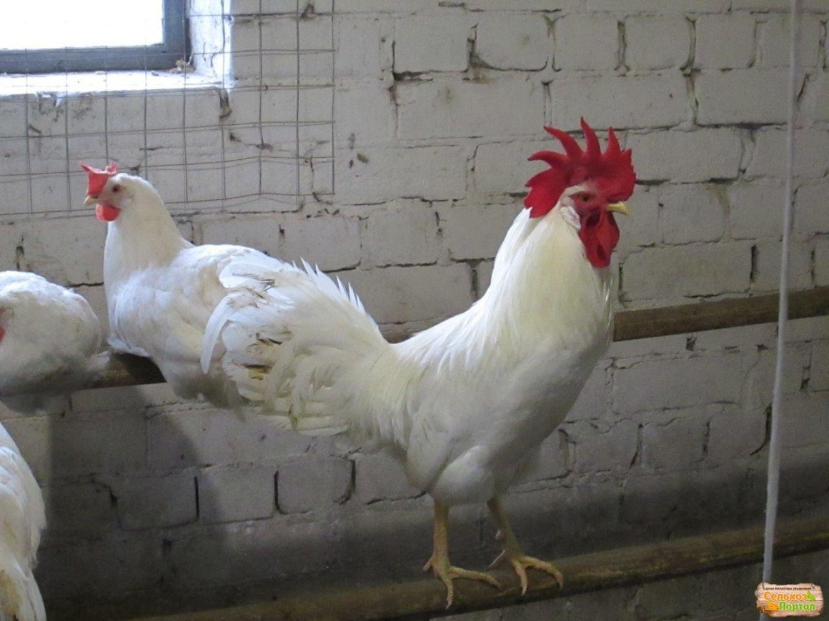 Леггорн далматинец