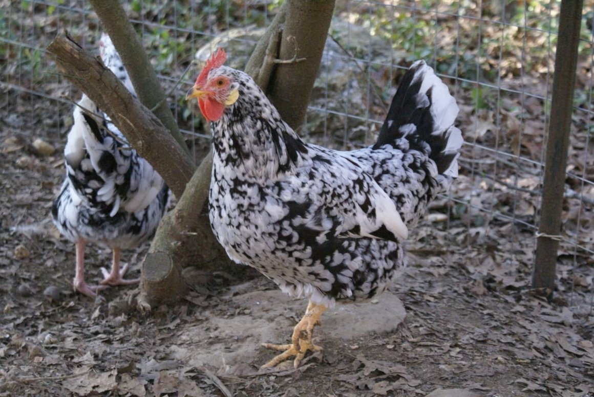 Леггорн далматинец порода