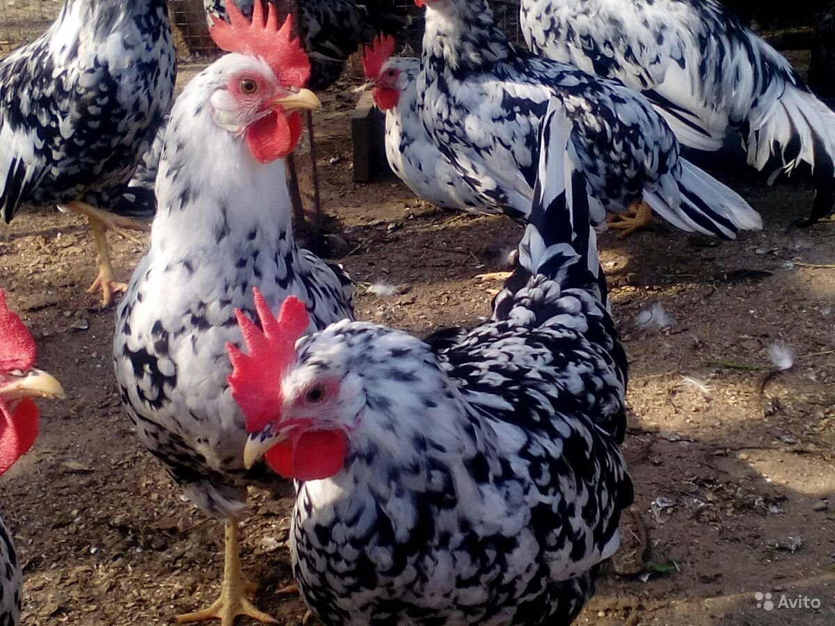 Куры Леггорн далматинец