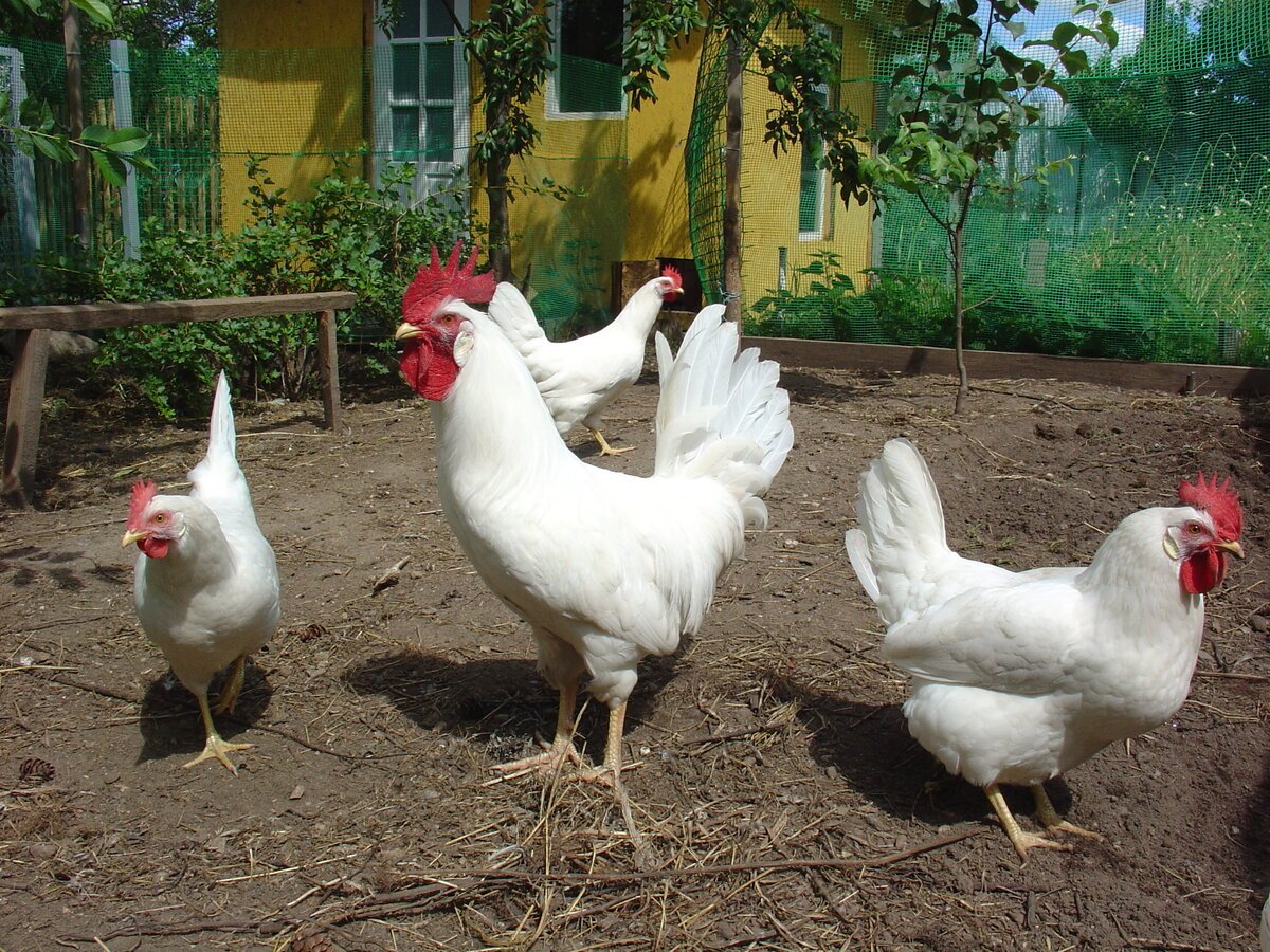 Леггорн порода кур петух и курица