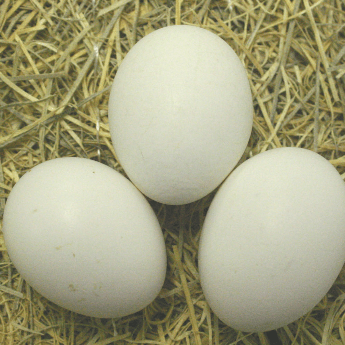 Яйца кур леггорн. Инкубационное яйцо Леггорн. Инкубационное яйцо кур Леггорн. Леггорн далматинец яйцо. Леггорн цвет яйца.