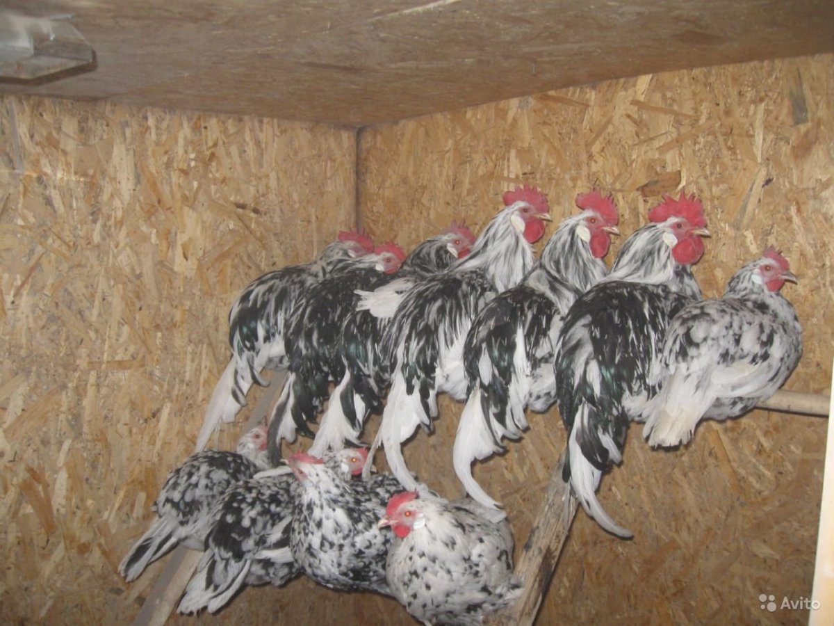 Леггорн далматинец порода