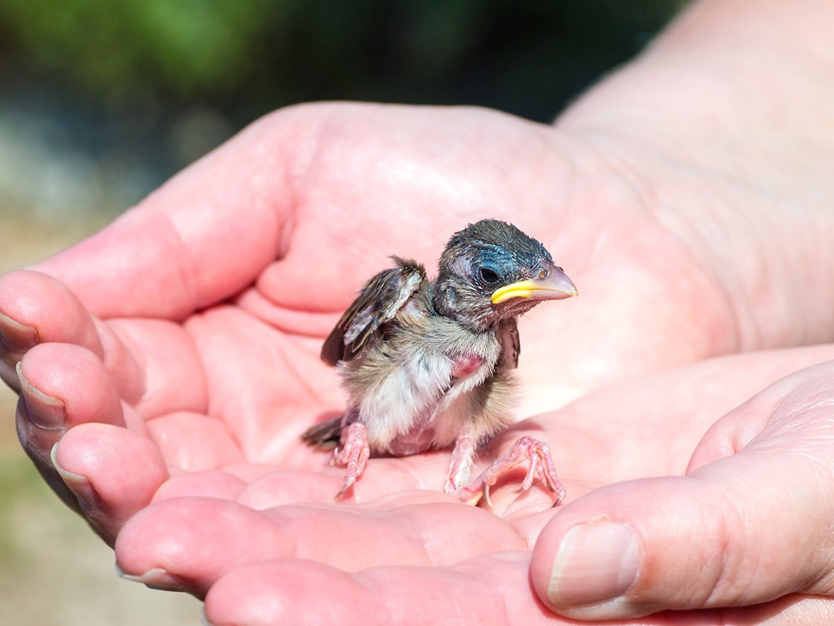 Жалкий птенец
