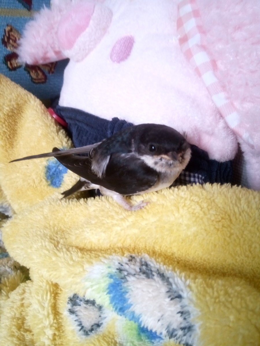 Городская Ласточка птенец