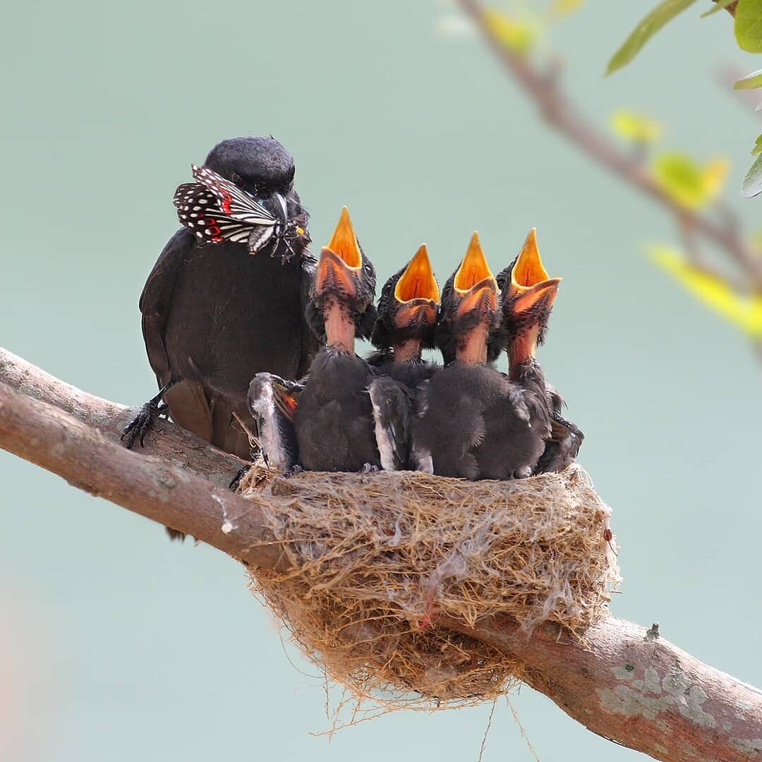 Птенец воробья без перьев