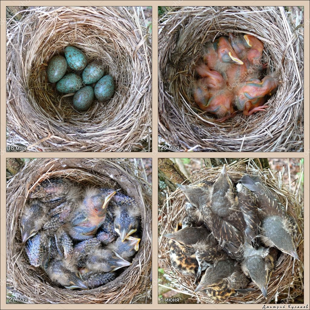 Слепой птенец воробья