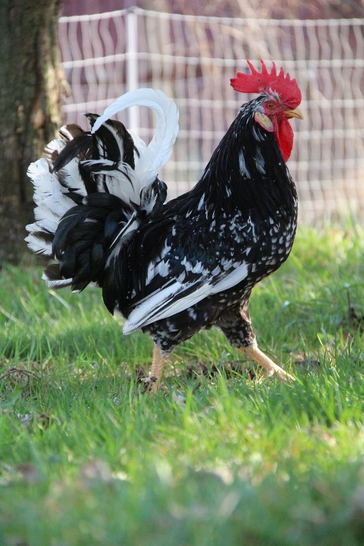 Леггорн далматинец