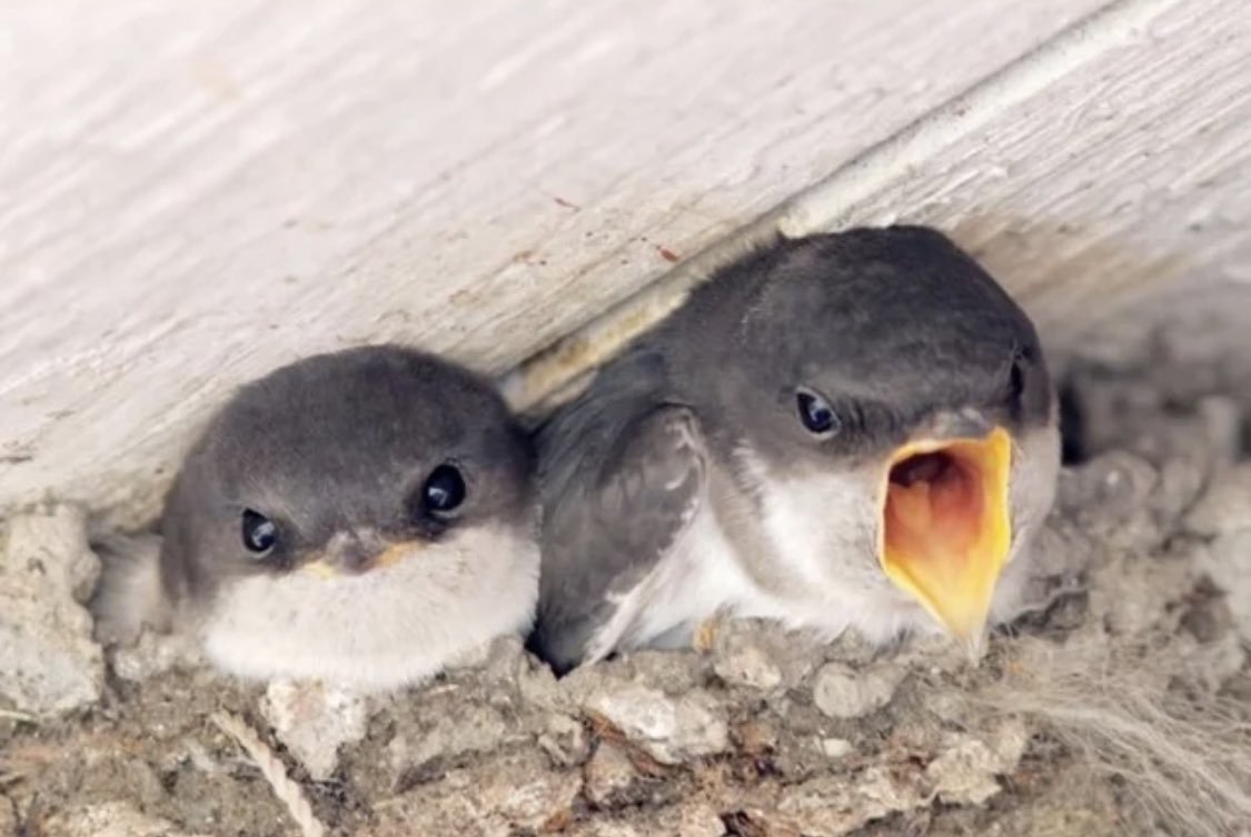 Ласточка птенец слеток