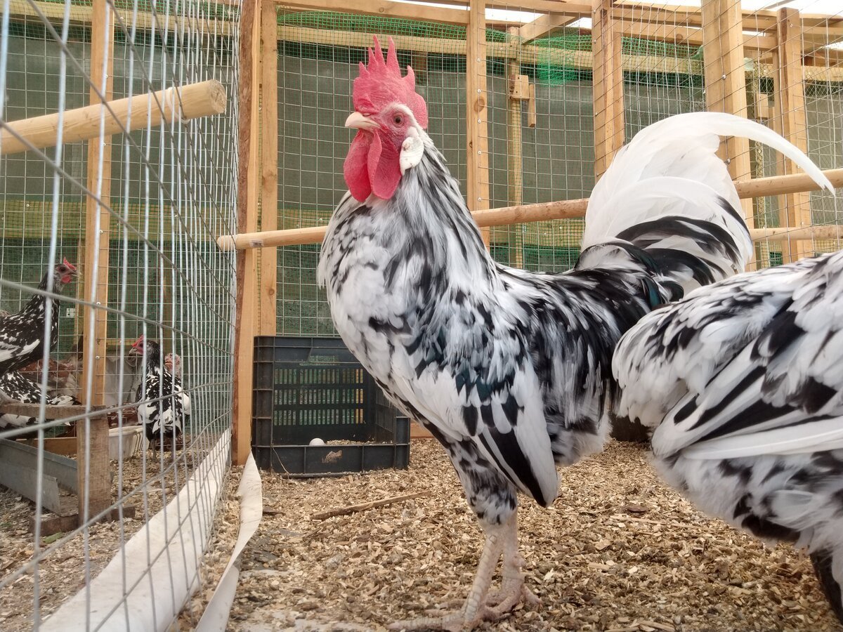 Леггорн далматинец порода