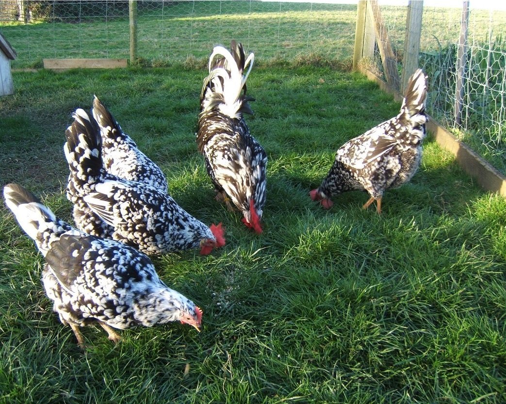 Куры Леггорн далматинец