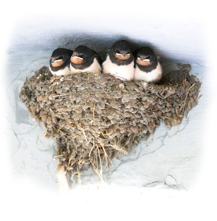 Неоперившийся птенец