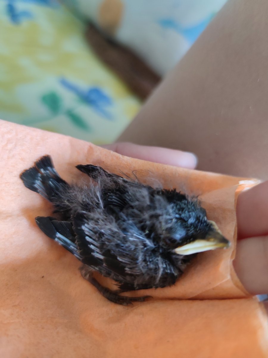 Стриж птенец желторотик