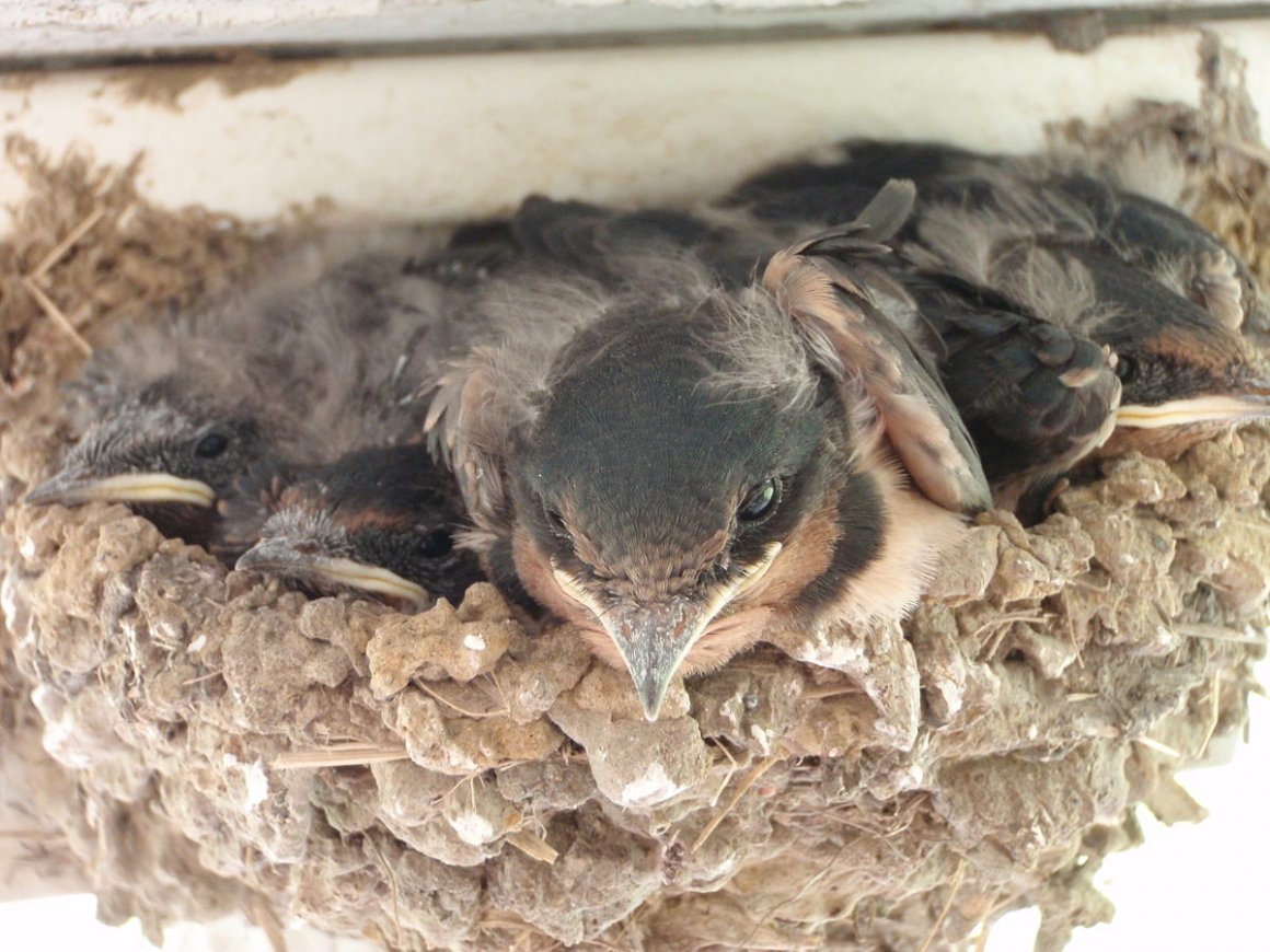 Иглохвостый Стриж гнездо