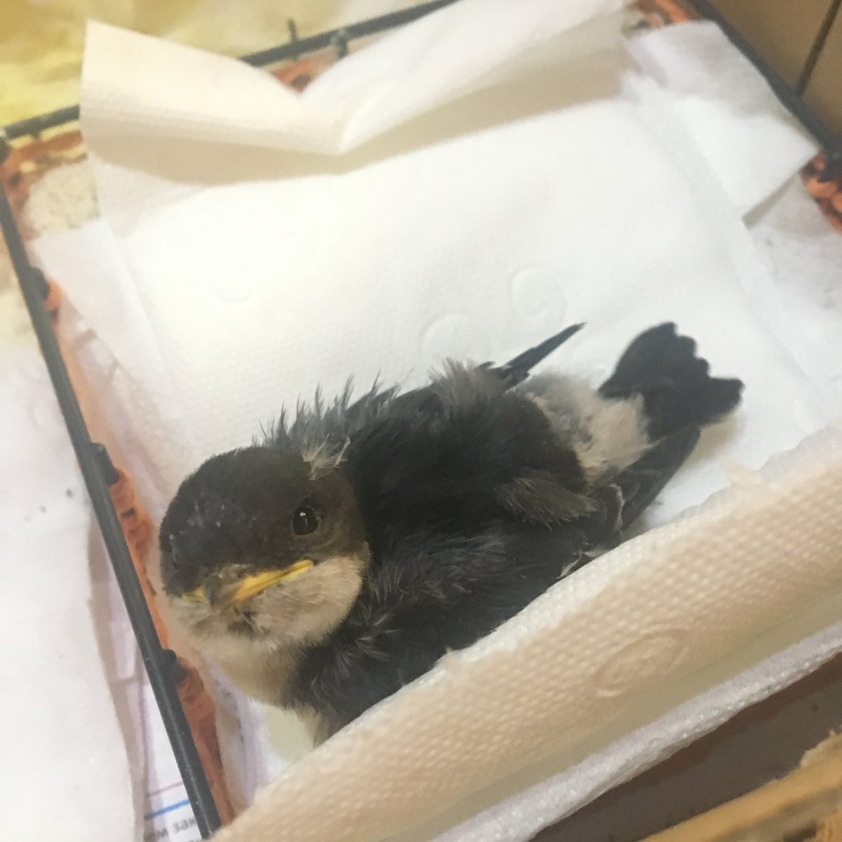 Неоперившийся птенец ласточки