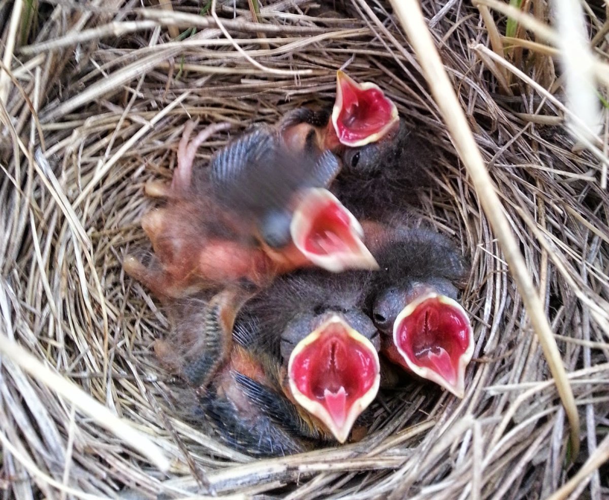Кормление птенцов ласточек