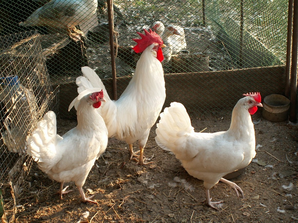 Голошейка Далматин куры