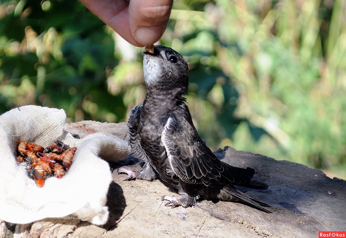 Птенцы ласточки Новорожденные