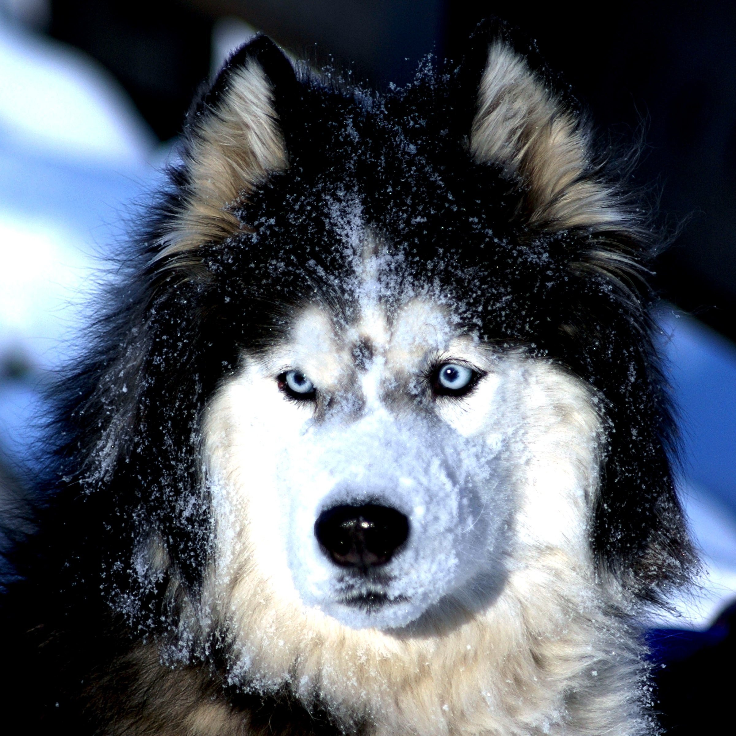 Покажи самых красивых собак. Маламут Аляскинский с голубыми глазами. Маламут длинношерстный. Хаски длинношерстные. Аляскинский маламут длинношерстный.