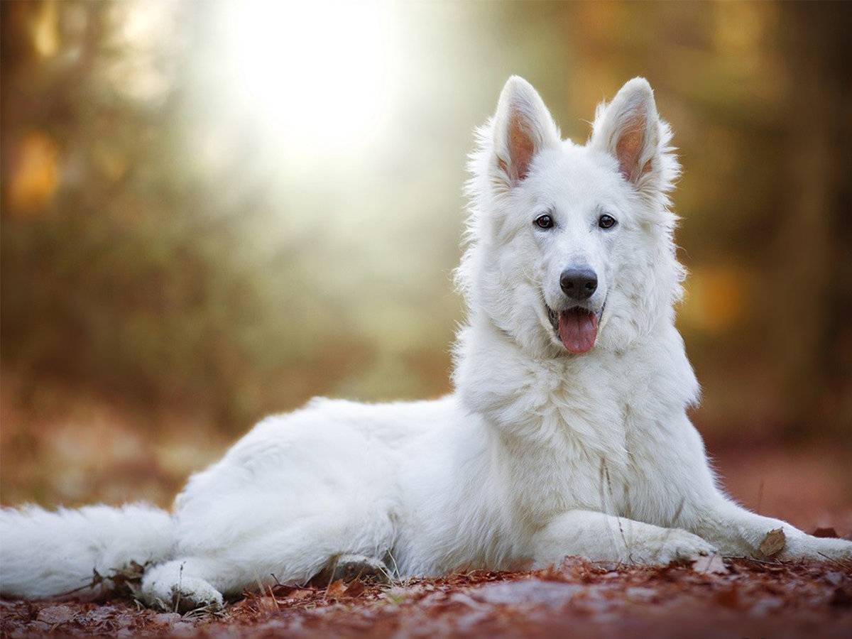 Собаки сохраненки