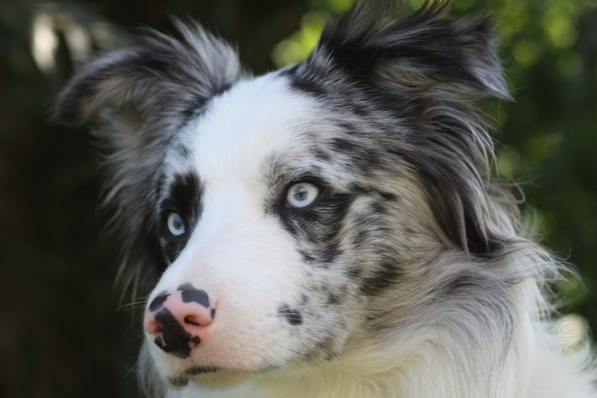 Бордер колли Блю Мерль