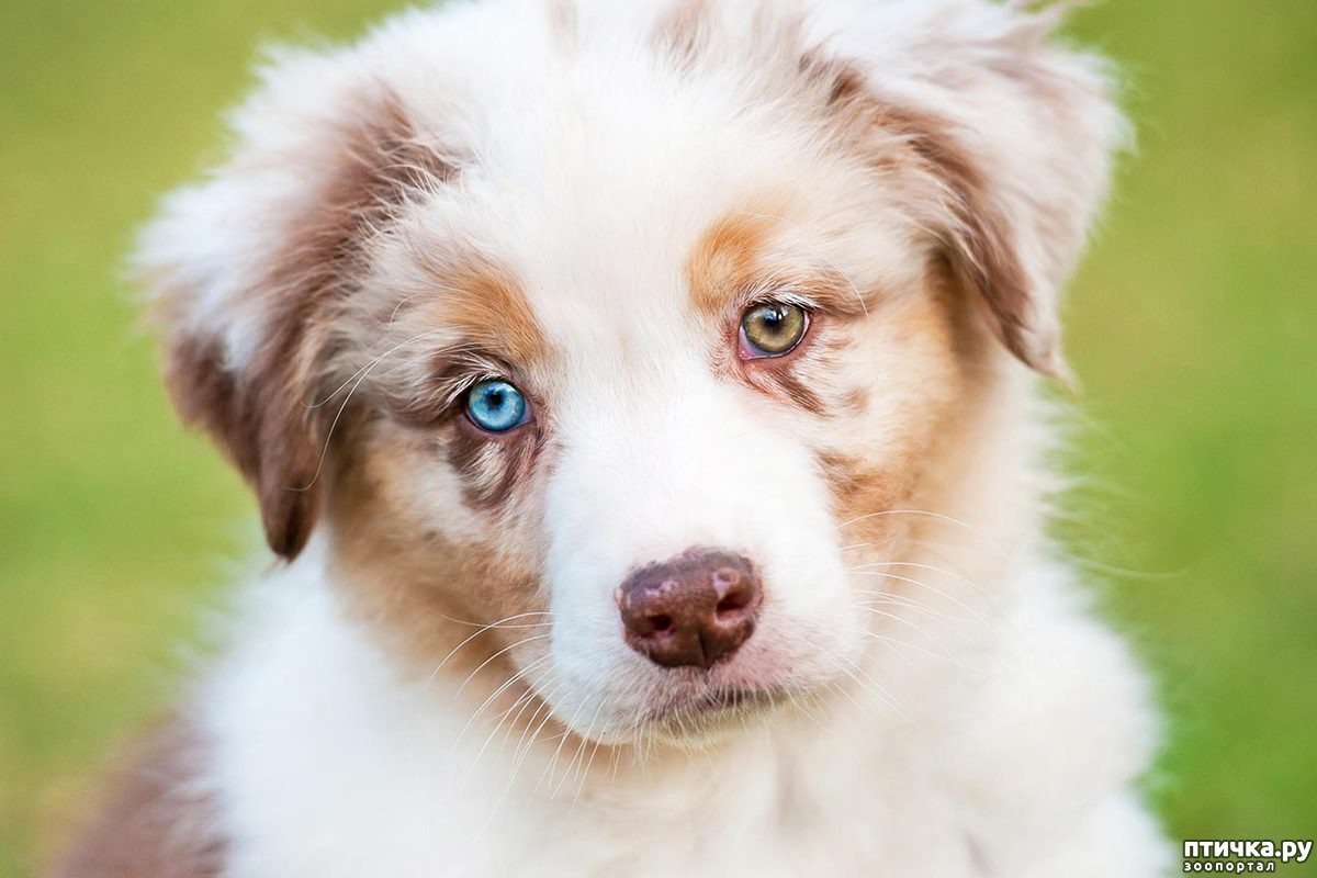 Австралийская овчарка Асти