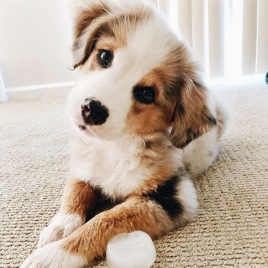 Самоедская лайка