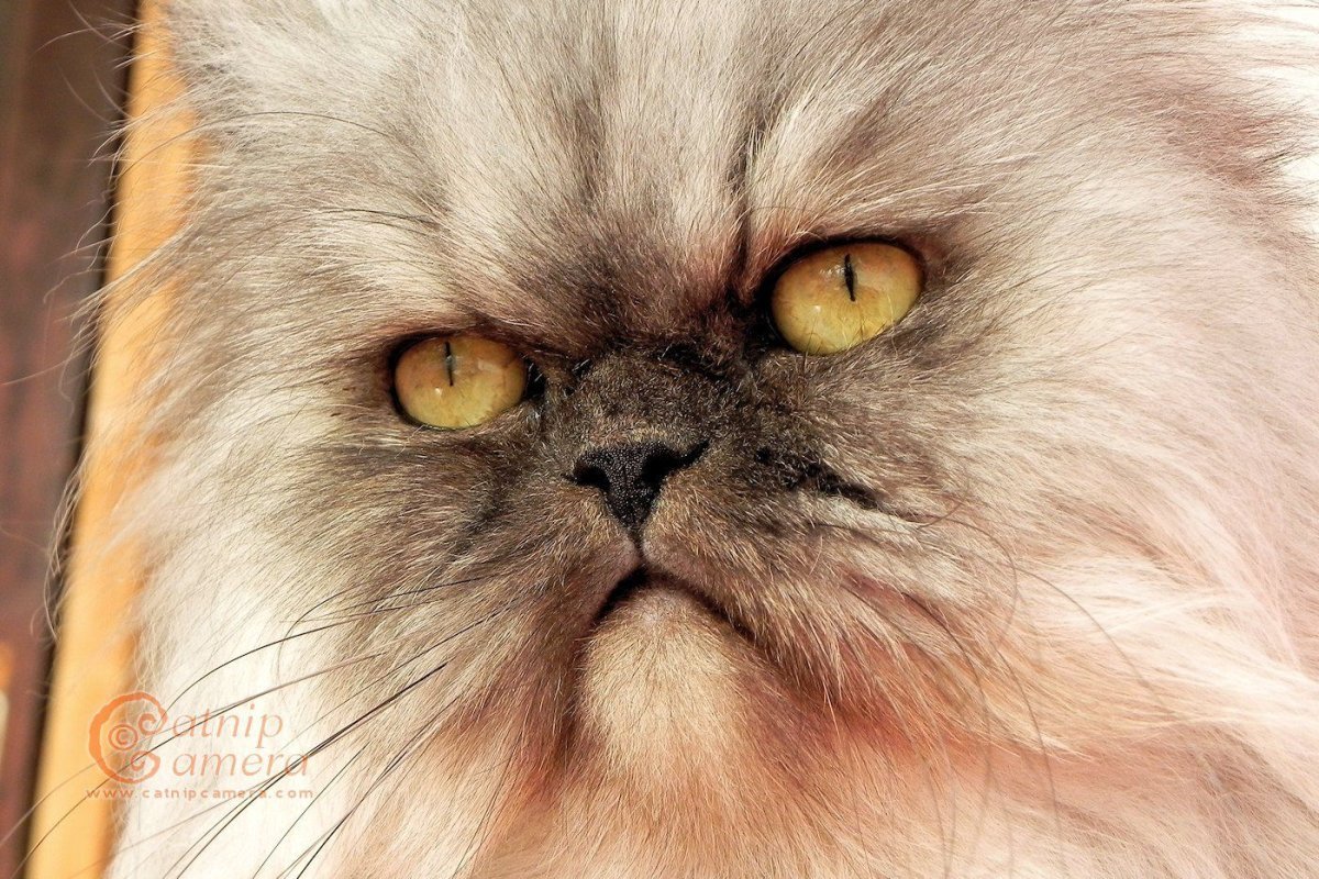 Персидская длинношерстная кошка Джуно