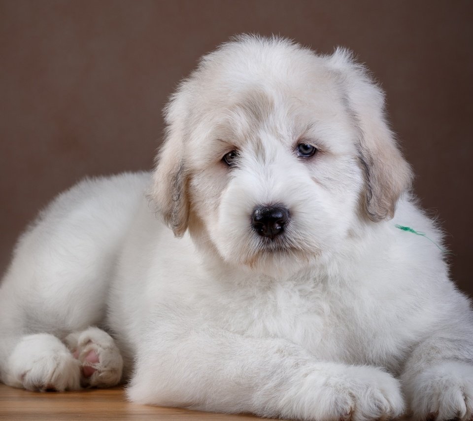 Самоед и БШО