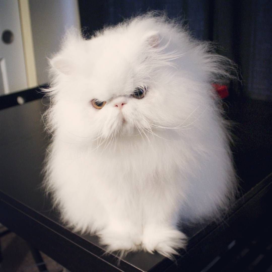 Персидская шиншилла кот Уилфред