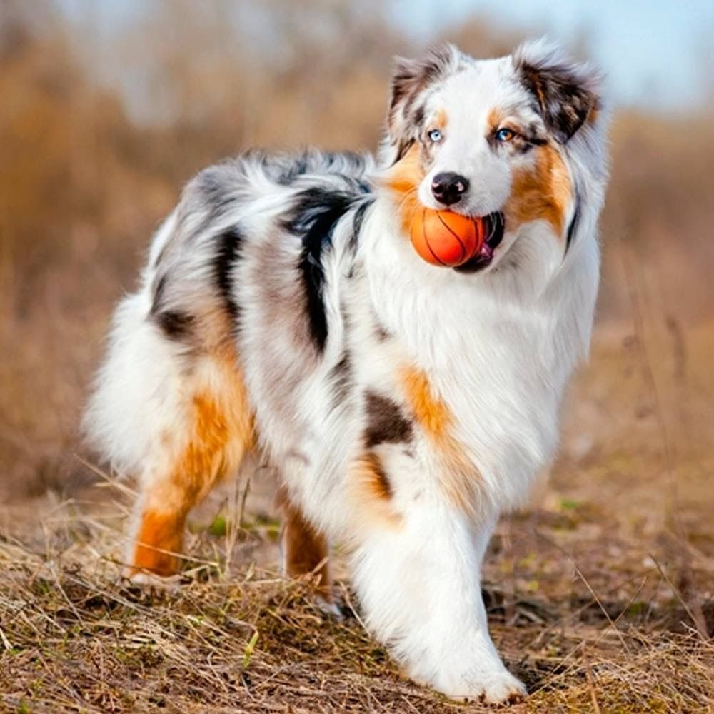 Порода словацкий чувач