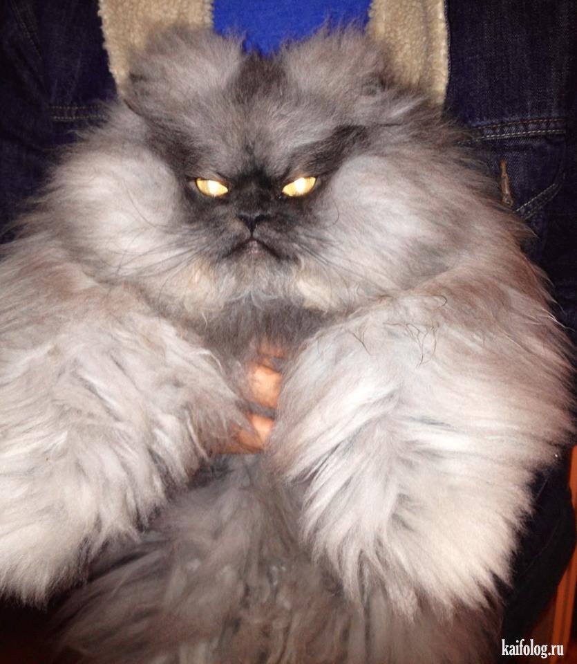 Кайраплонт Персицкий