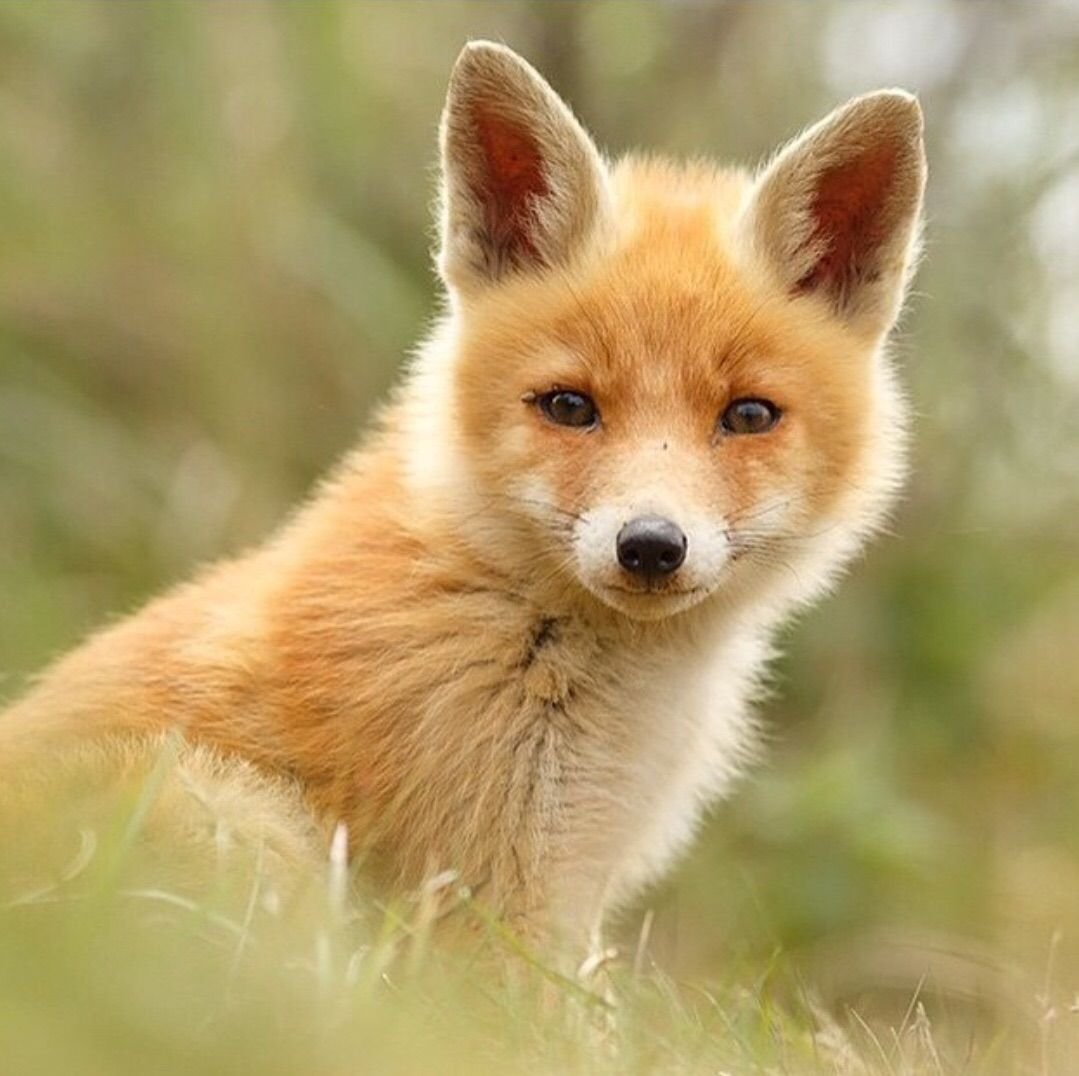 Лисенок. Милые лисята. Красивые лисы. Малая лисица. Красный Лисенок.