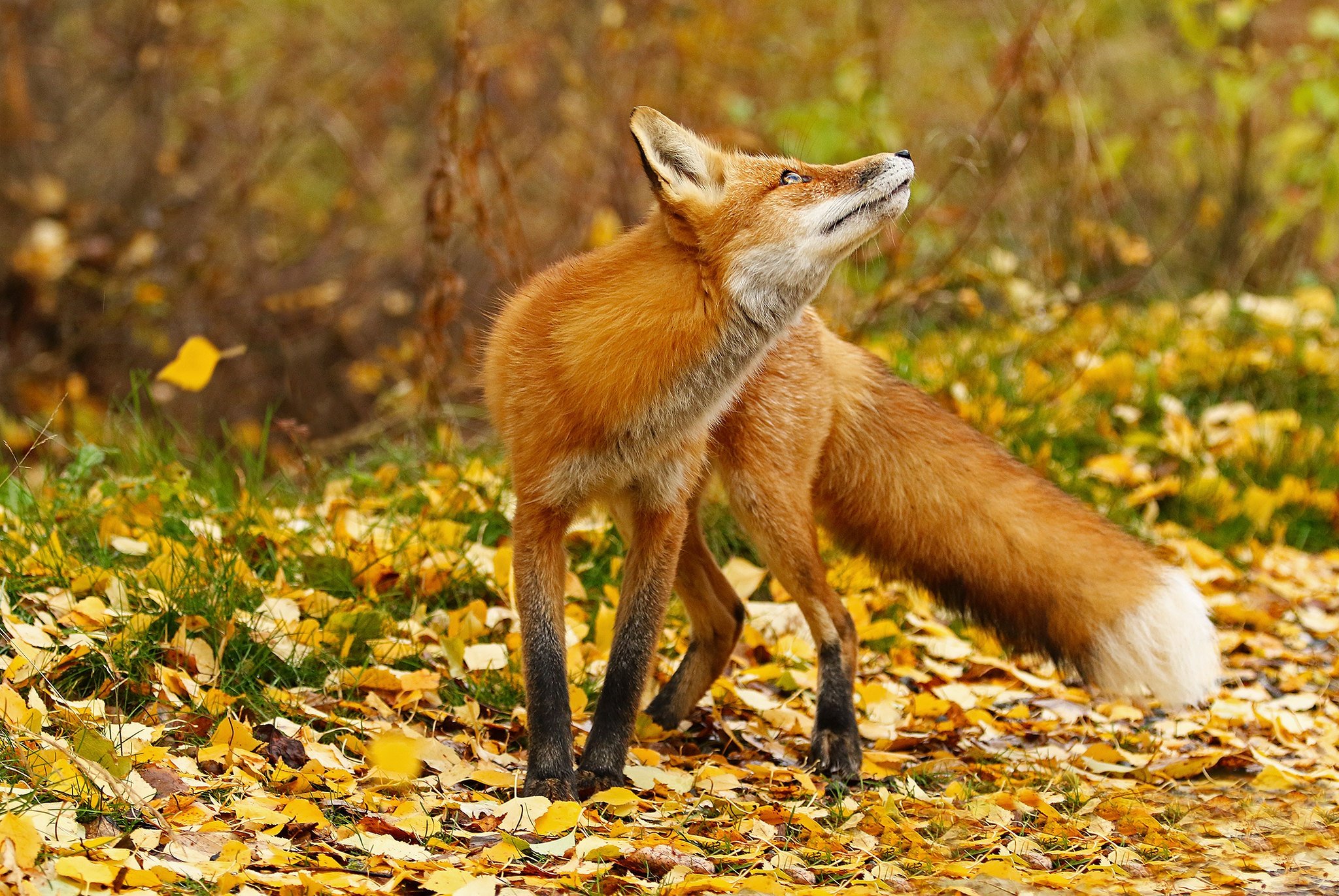 Fox 14. Лиса - зверь Макошев. Кильпе лисица. Лиса осенью. Рыжая лиса.