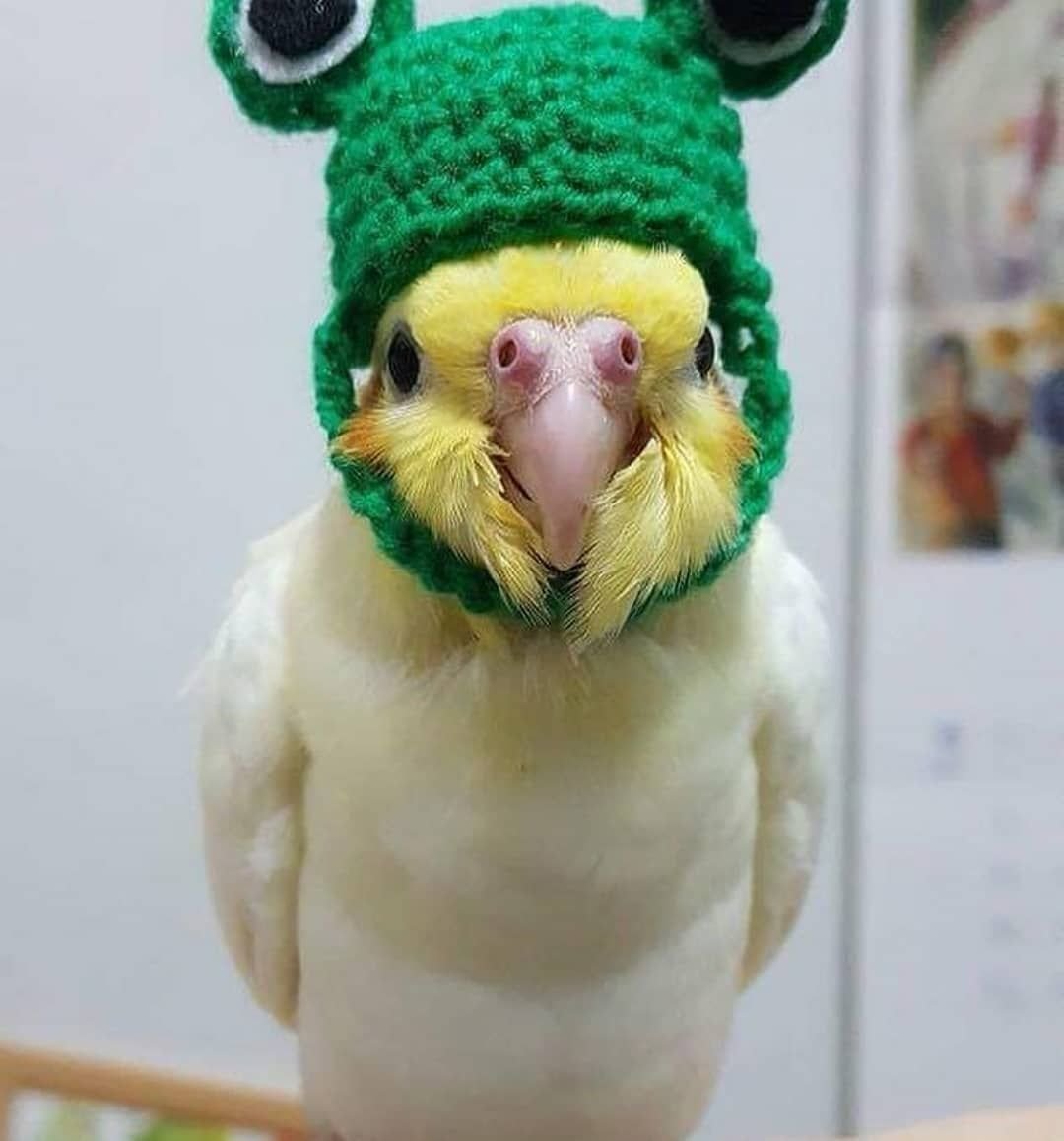 Попугайчик в шапочке