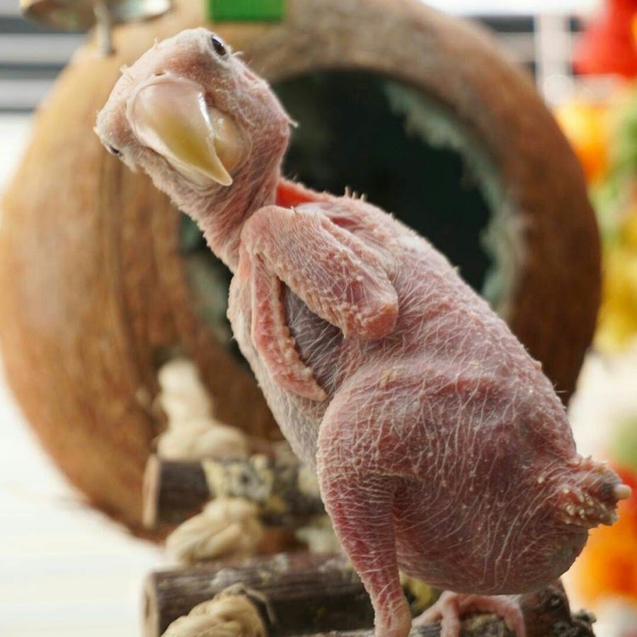 Птица без перьев