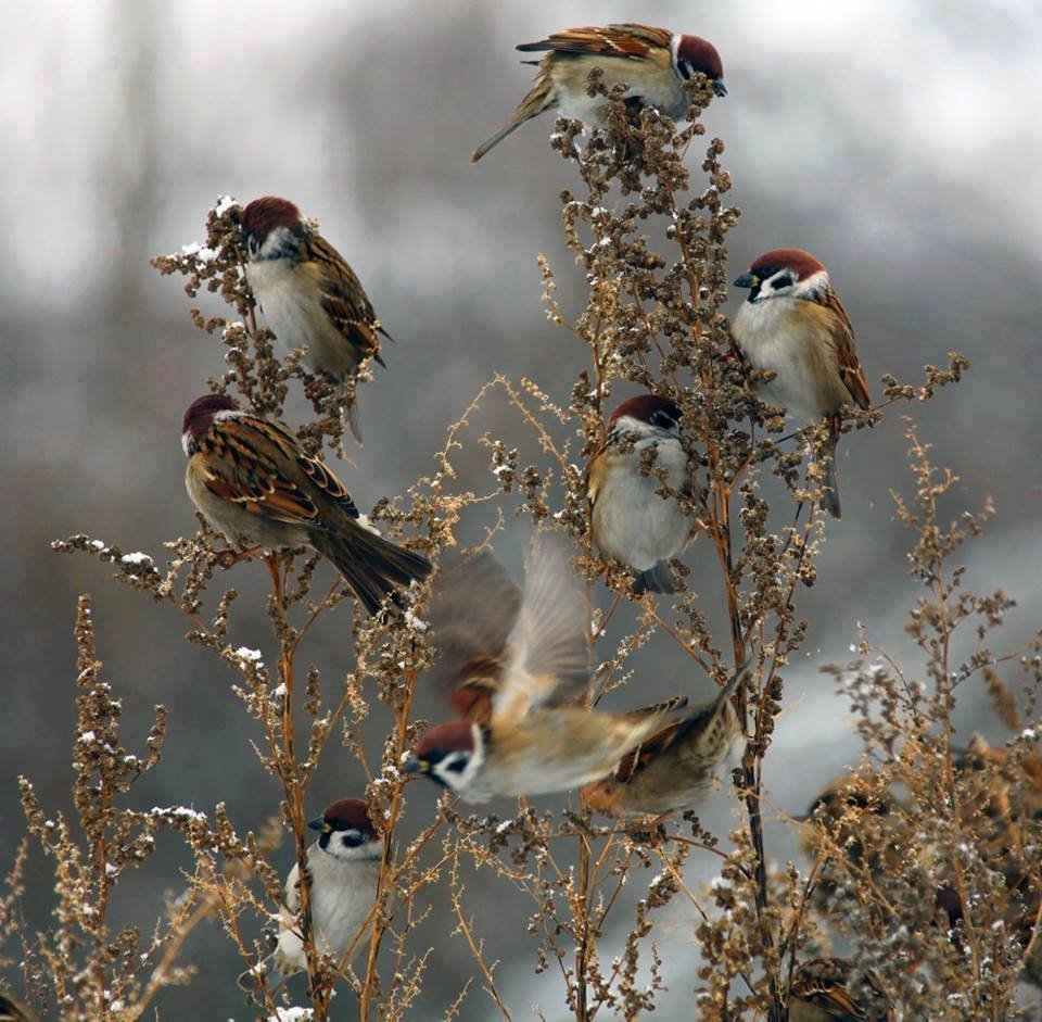 Воробьи в саду