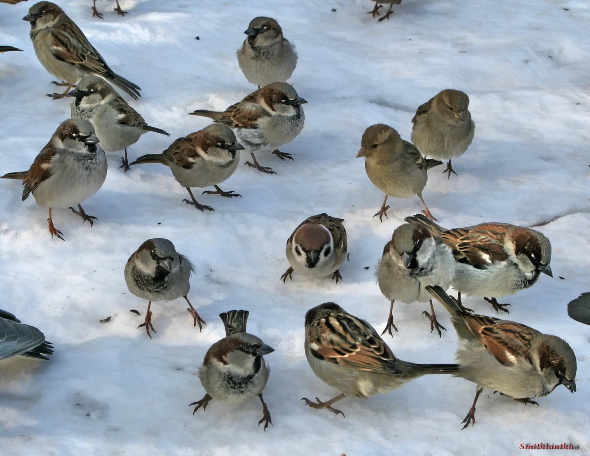 Стая Воробьев