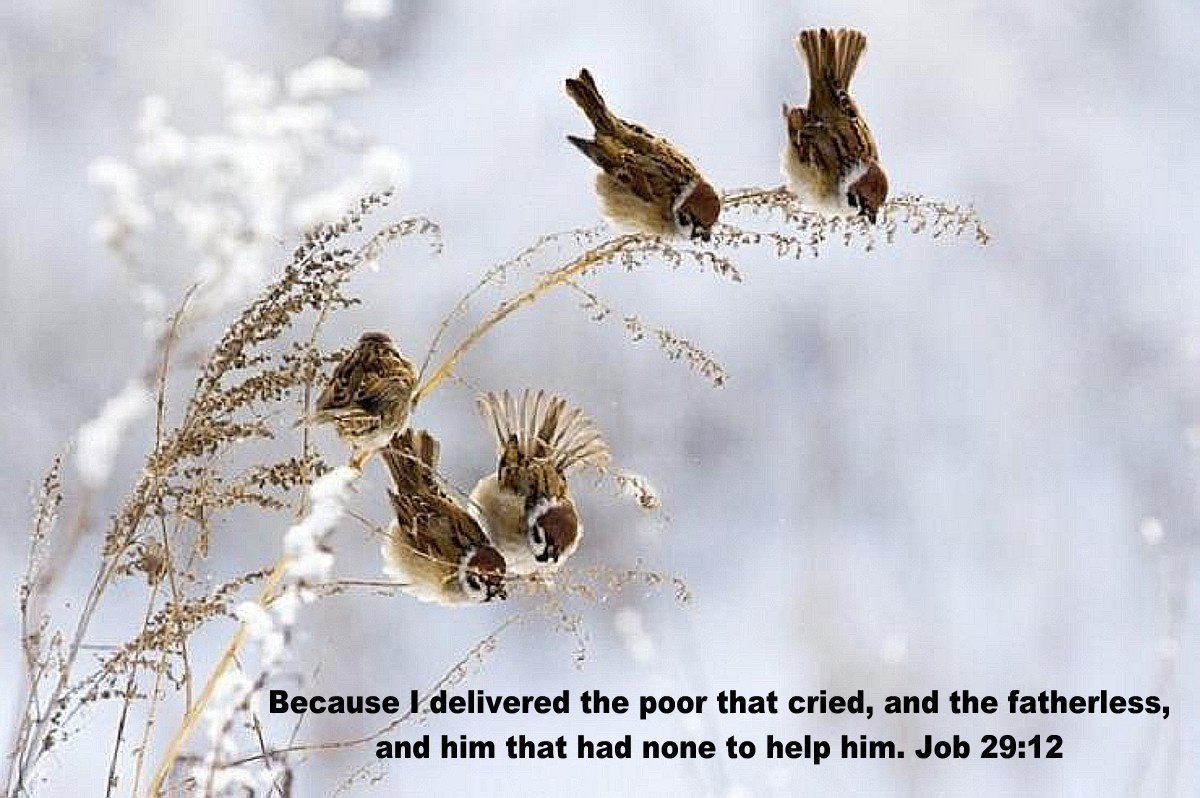 Воробей на снегу