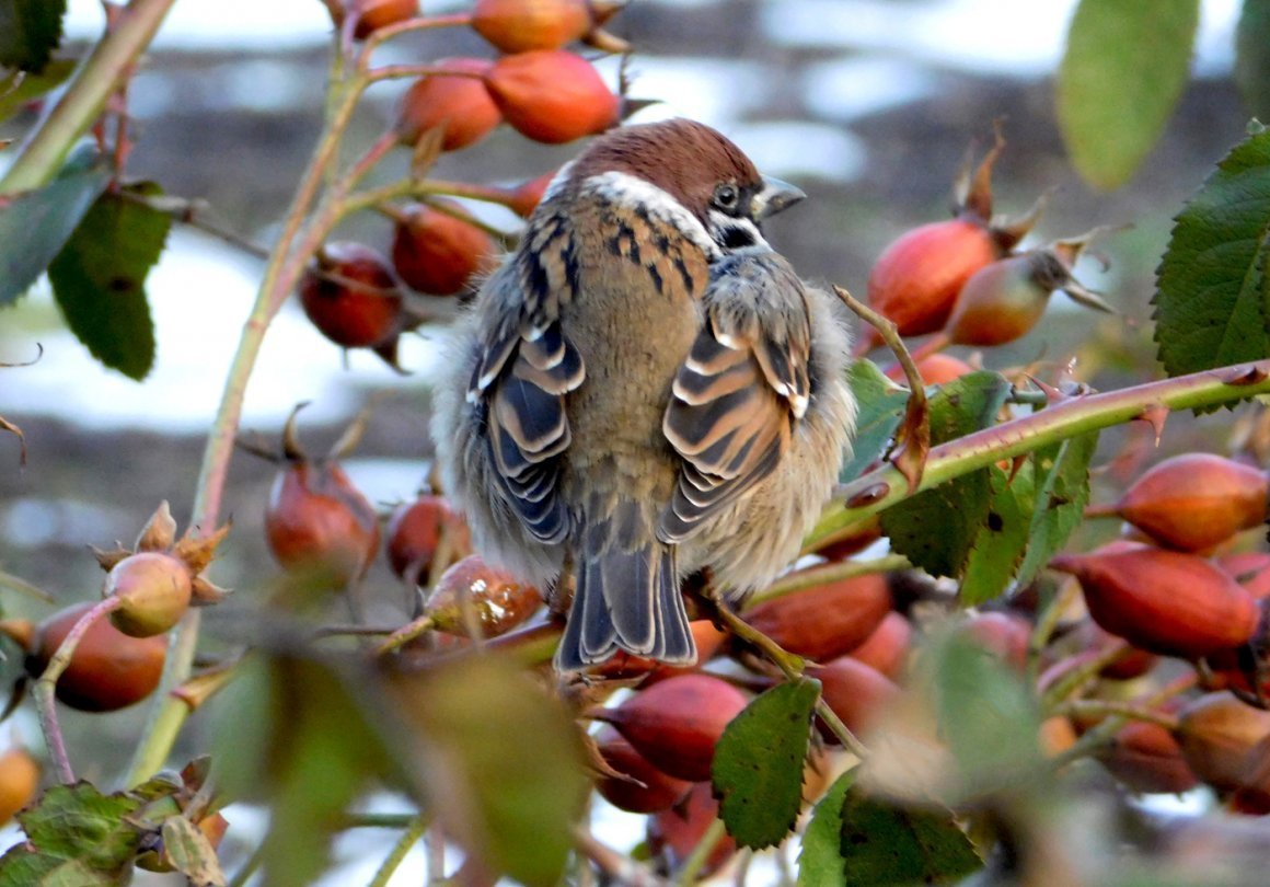 Птица в шиповнике