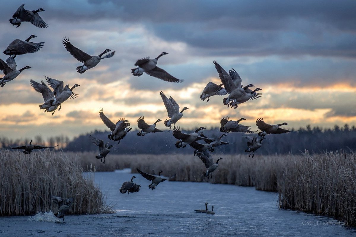 Стая перелетных птиц