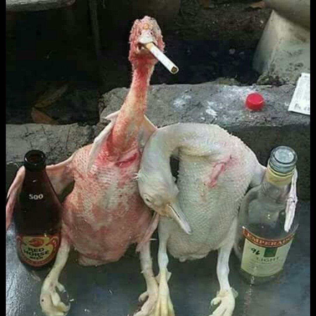 Лысый попугай неразлучник