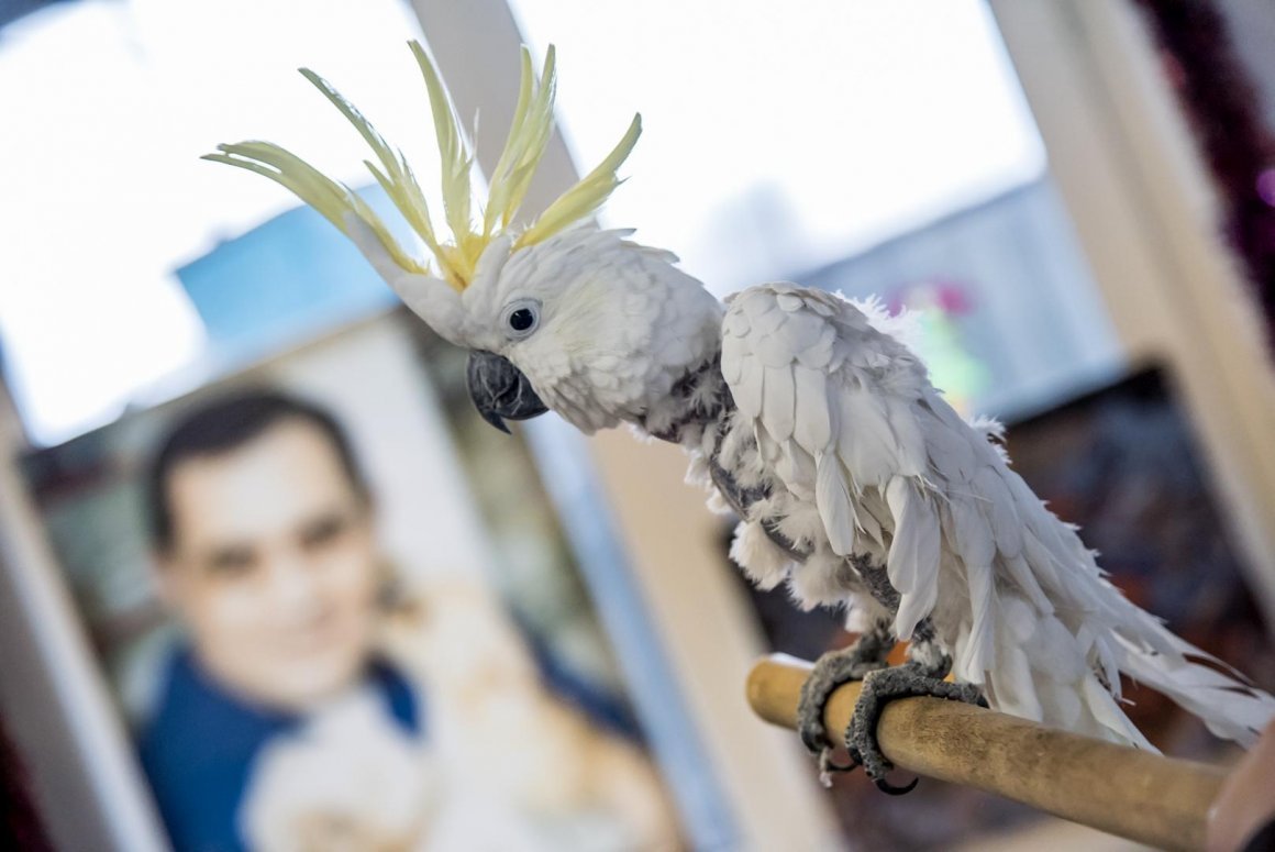 Перья Какаду