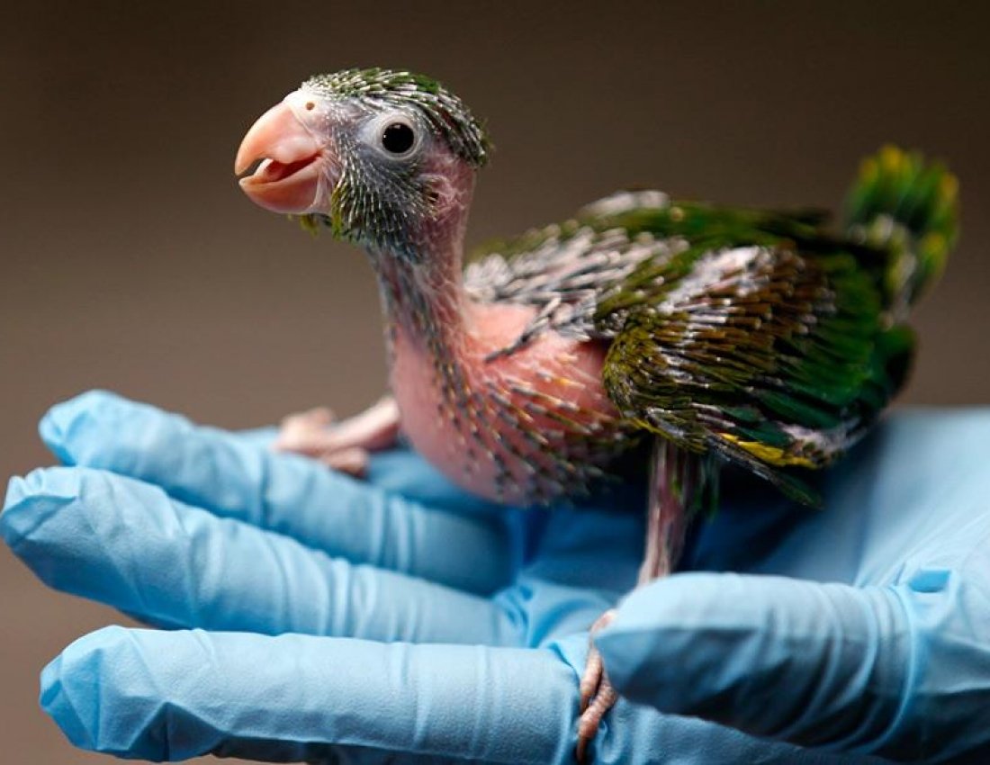 Птенчик попугая