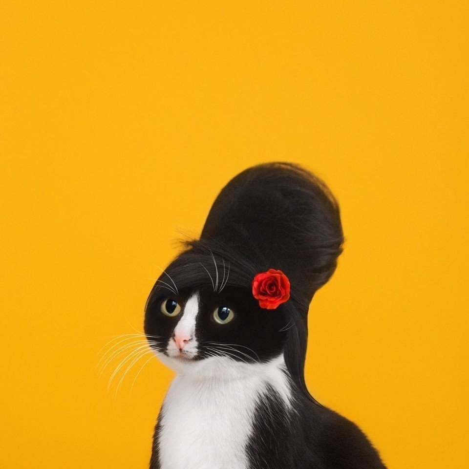 Клепа кошка