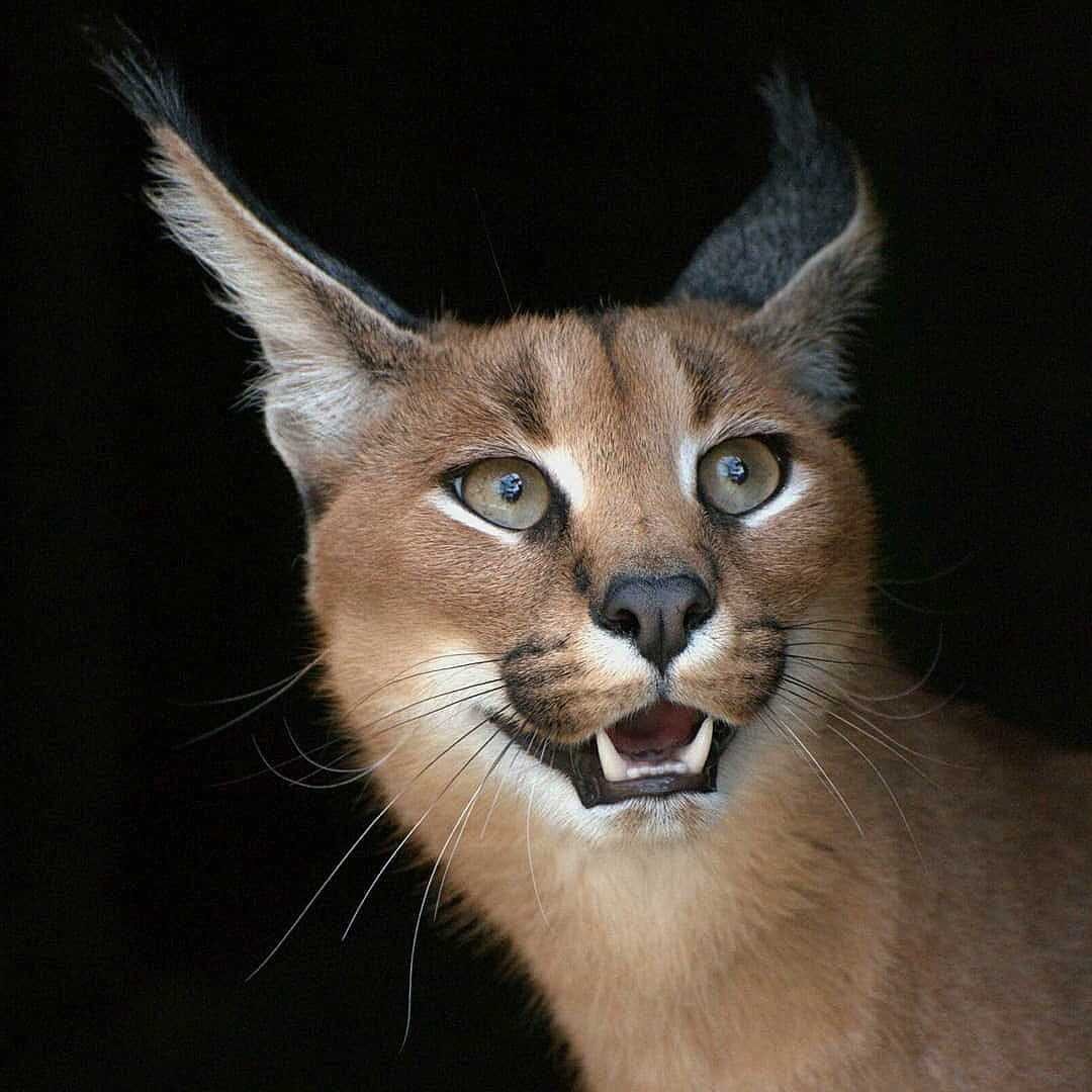 Кот каракал домашний