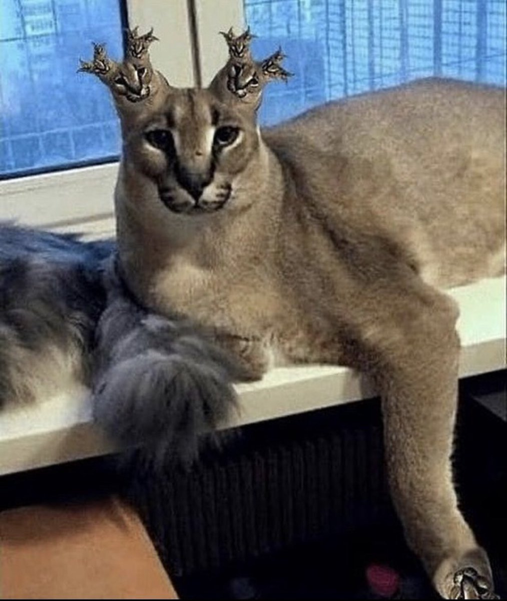 Каракал шлёпа