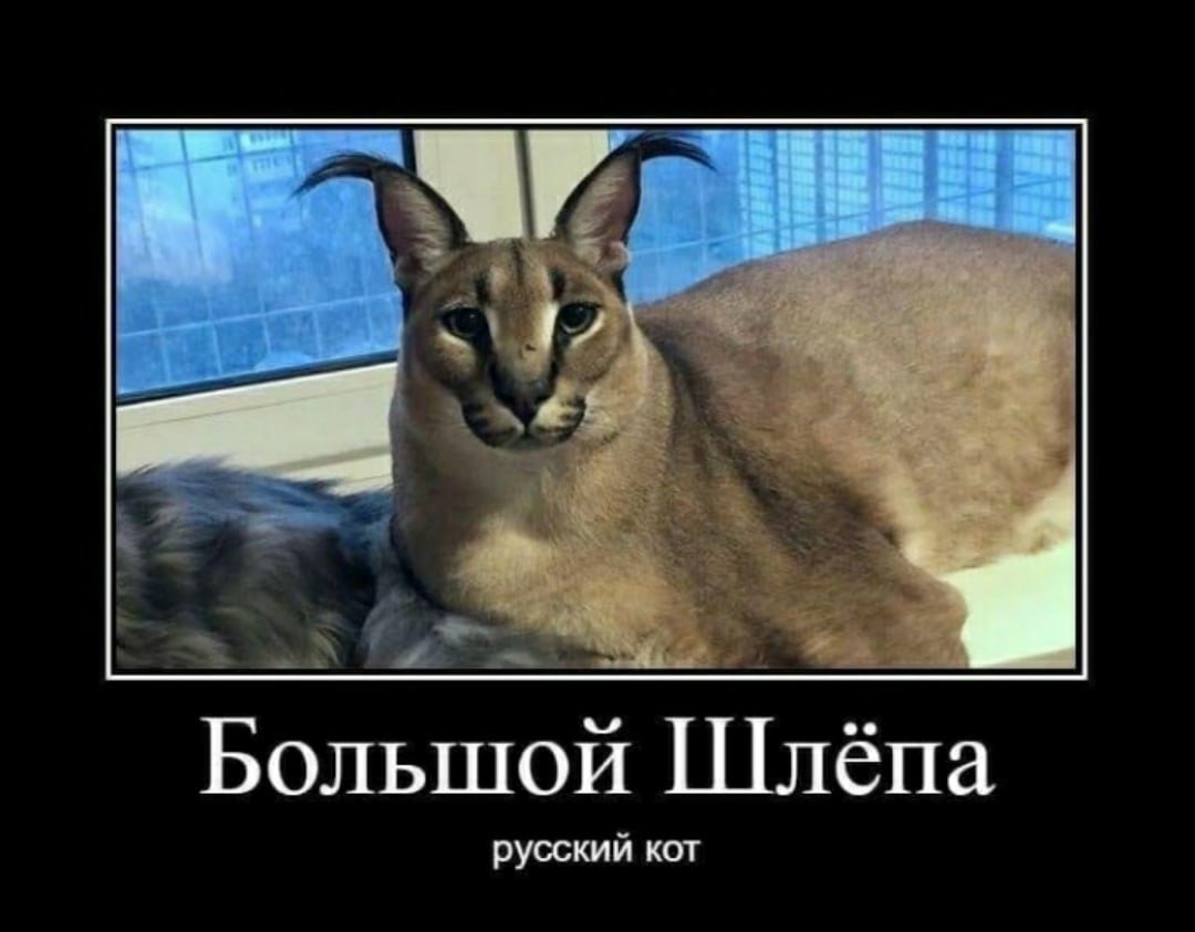 Накрашенная кошка