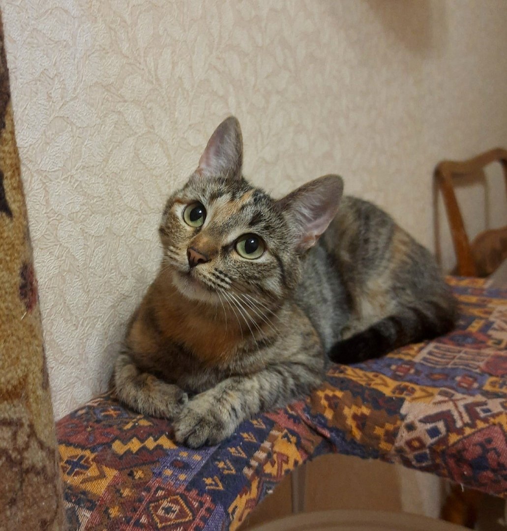 Донской сфинкс полосатый