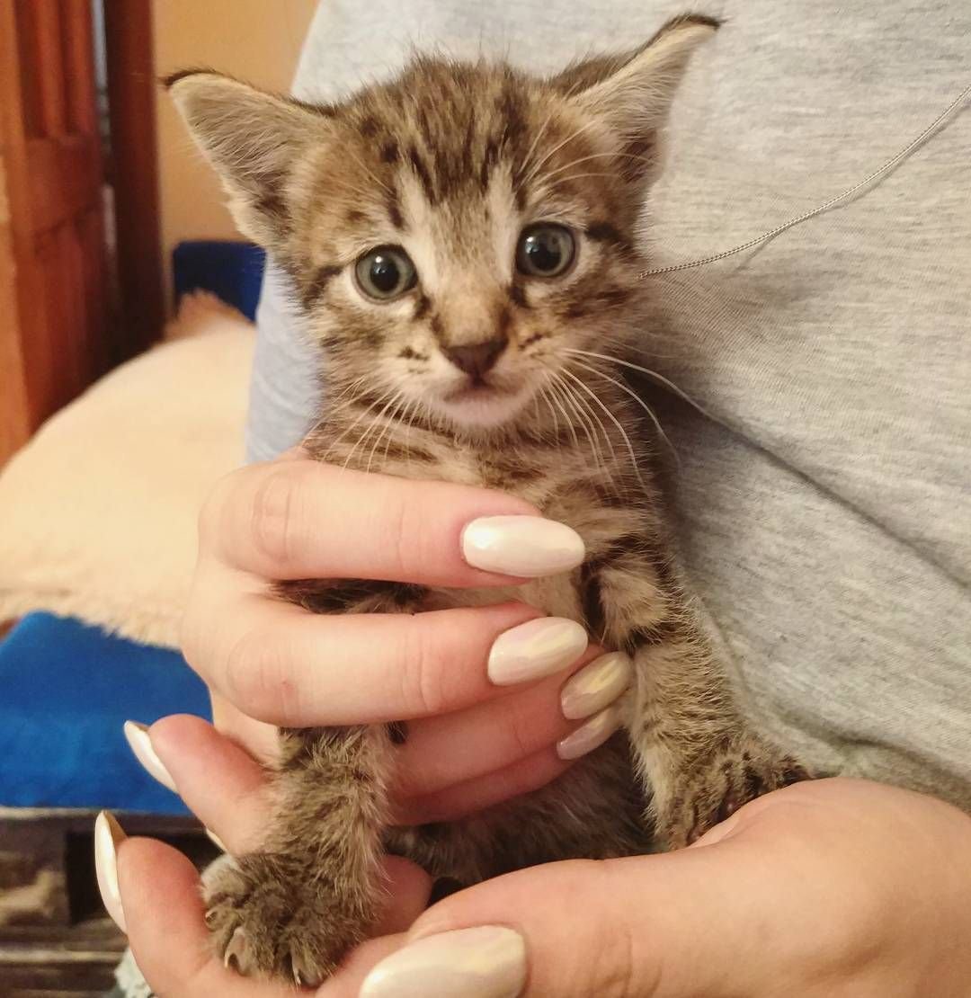 Каракал Нефертити