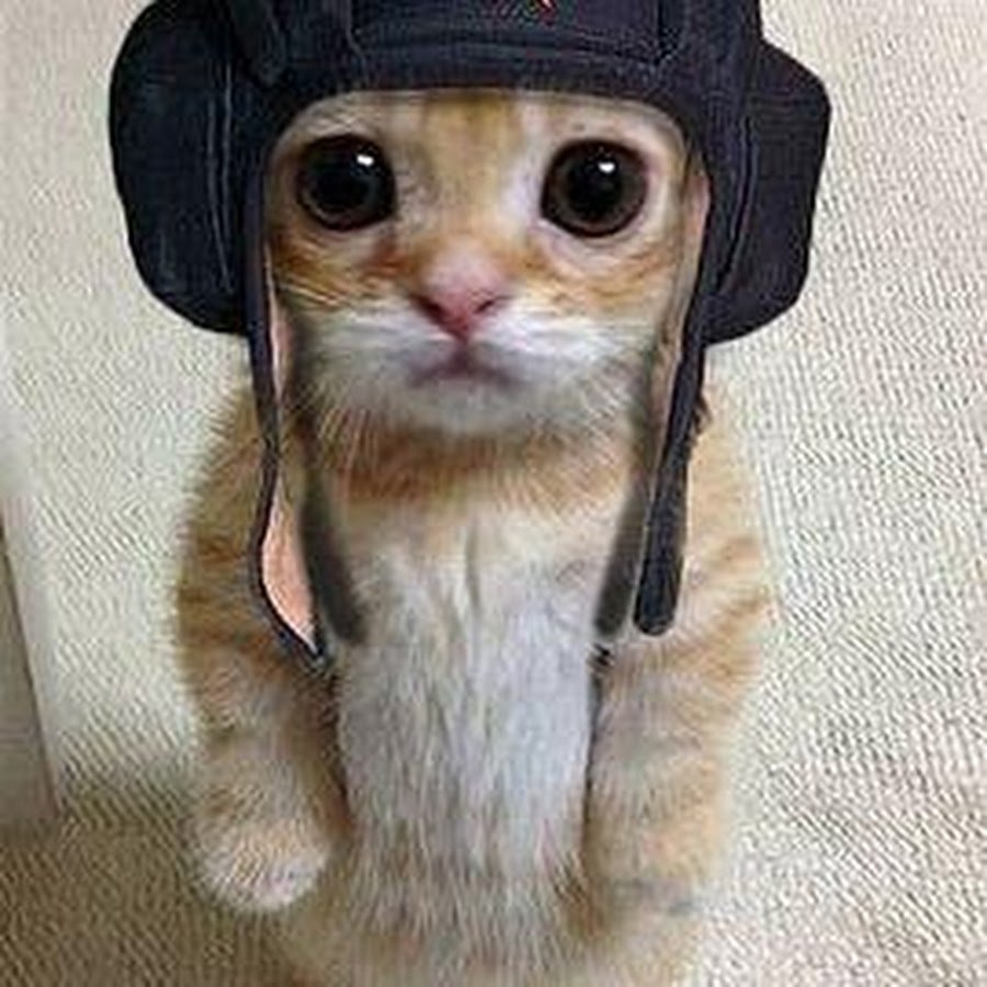 Селфи кота с собаками